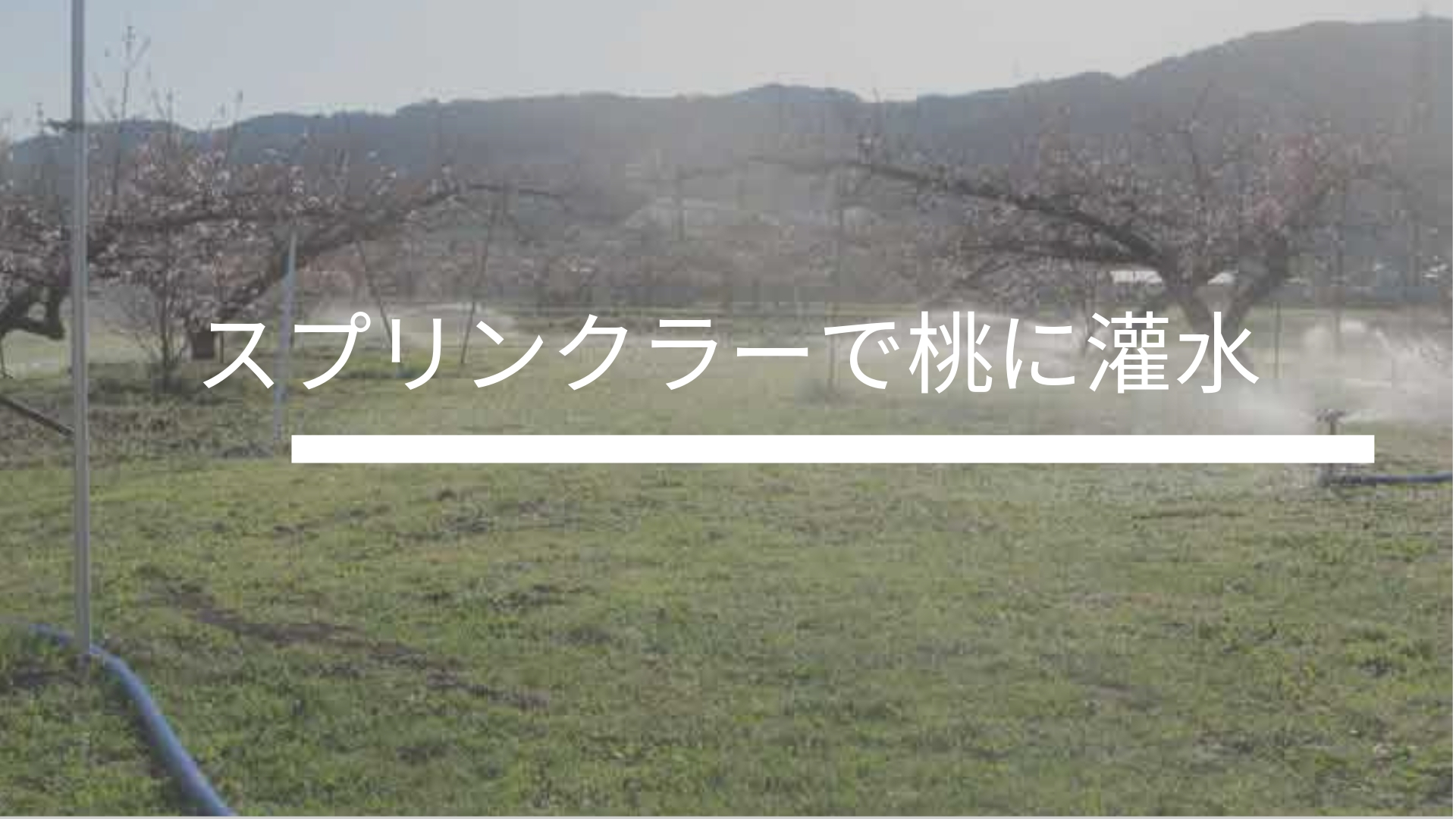 桃にスプリンクラーで水をくれる くにか桃園 川中島農園 川中島白桃 硬い桃 販売